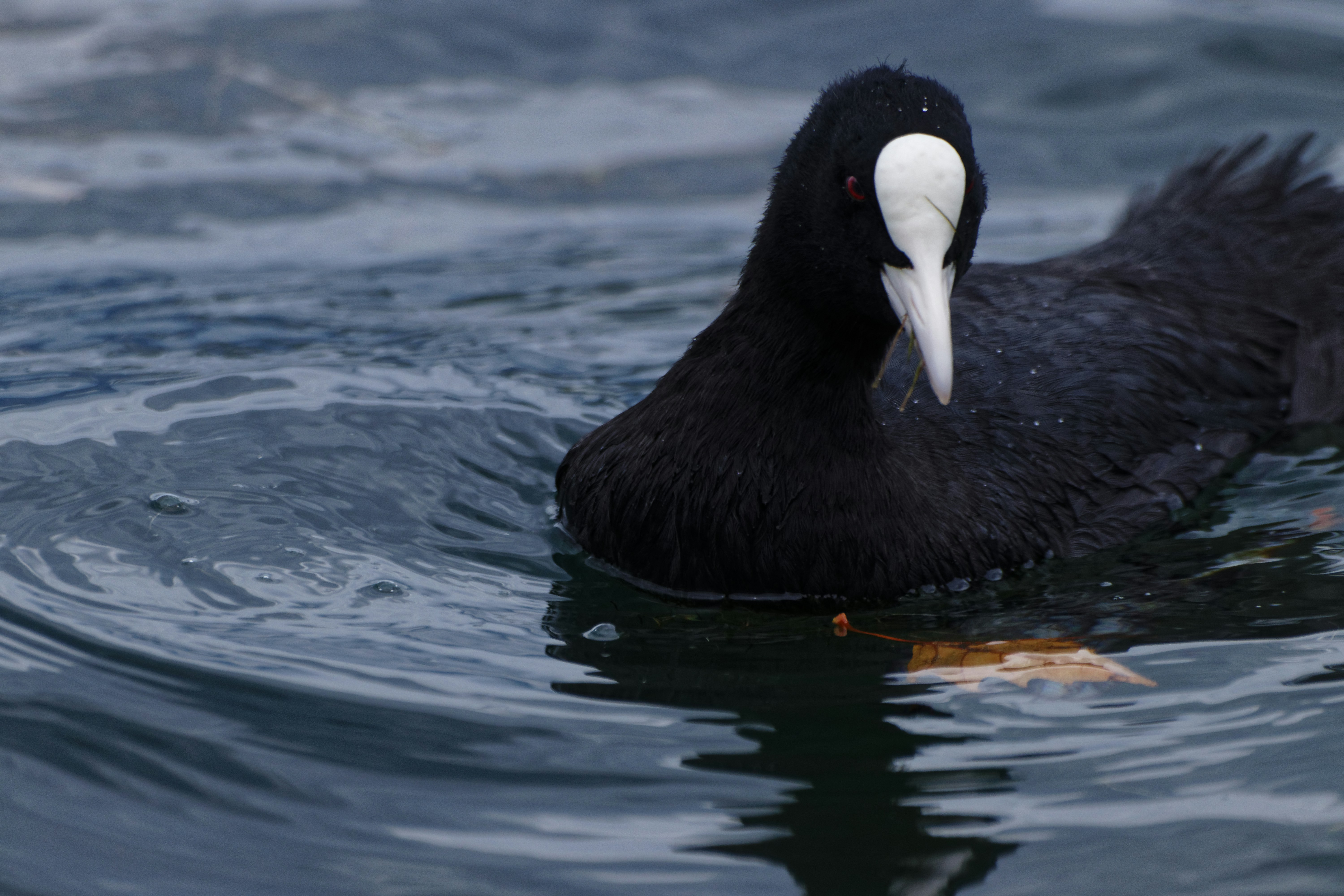 a black bird floating on top of a body of water
