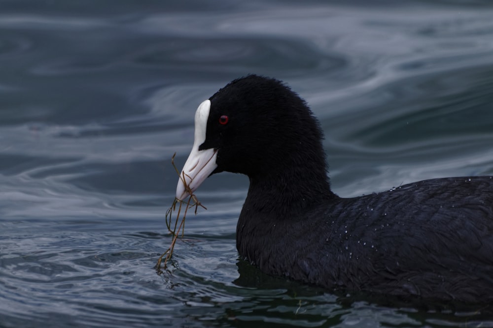 a black and white bird with a long beak in the water
