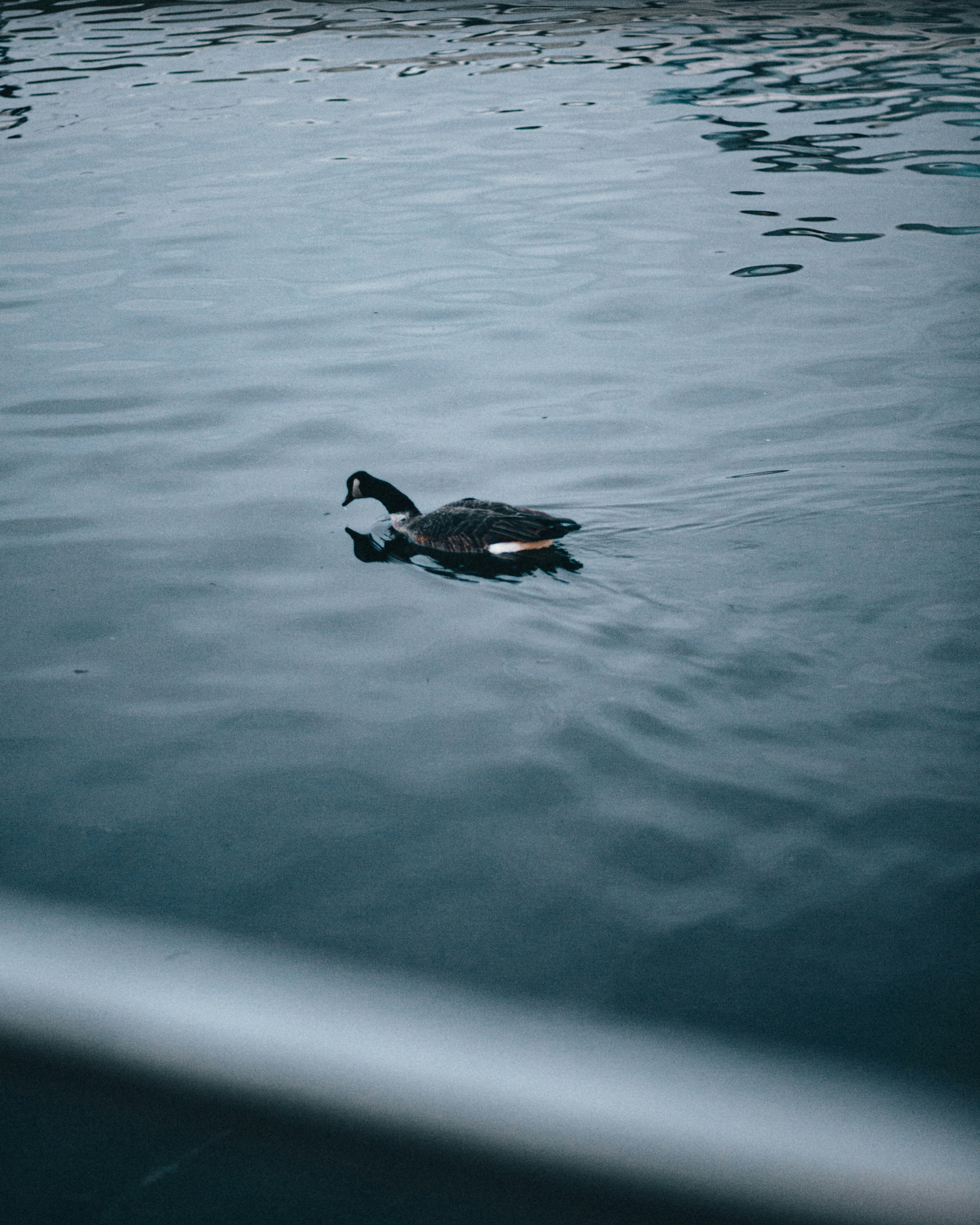 Photo by carlosfiffe