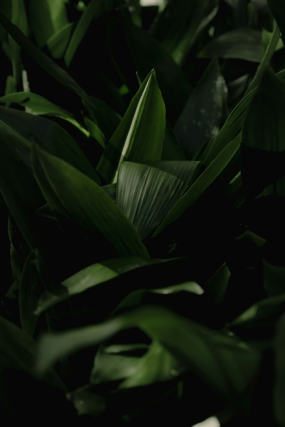 a close up of a green plant with leaves