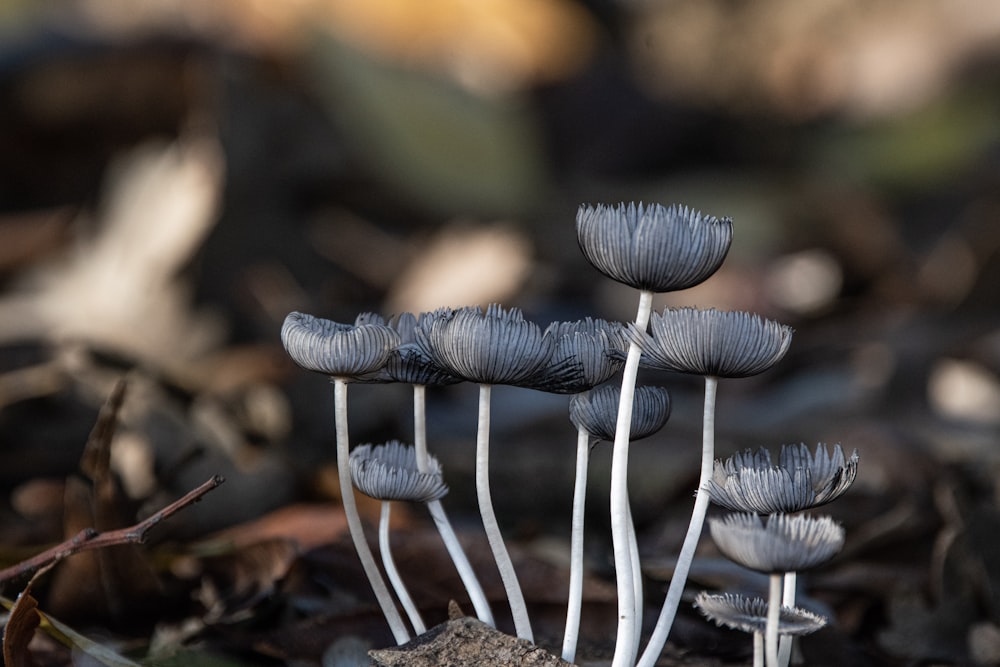 a group of mushrooms growing out of the ground