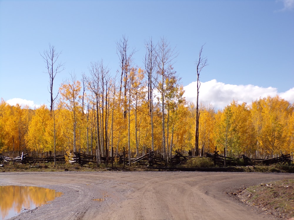 노란 단풍이있는 나무로 둘러싸인 비포장 도로