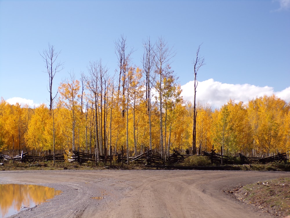 a dirt road surrounded by trees with yellow leaves