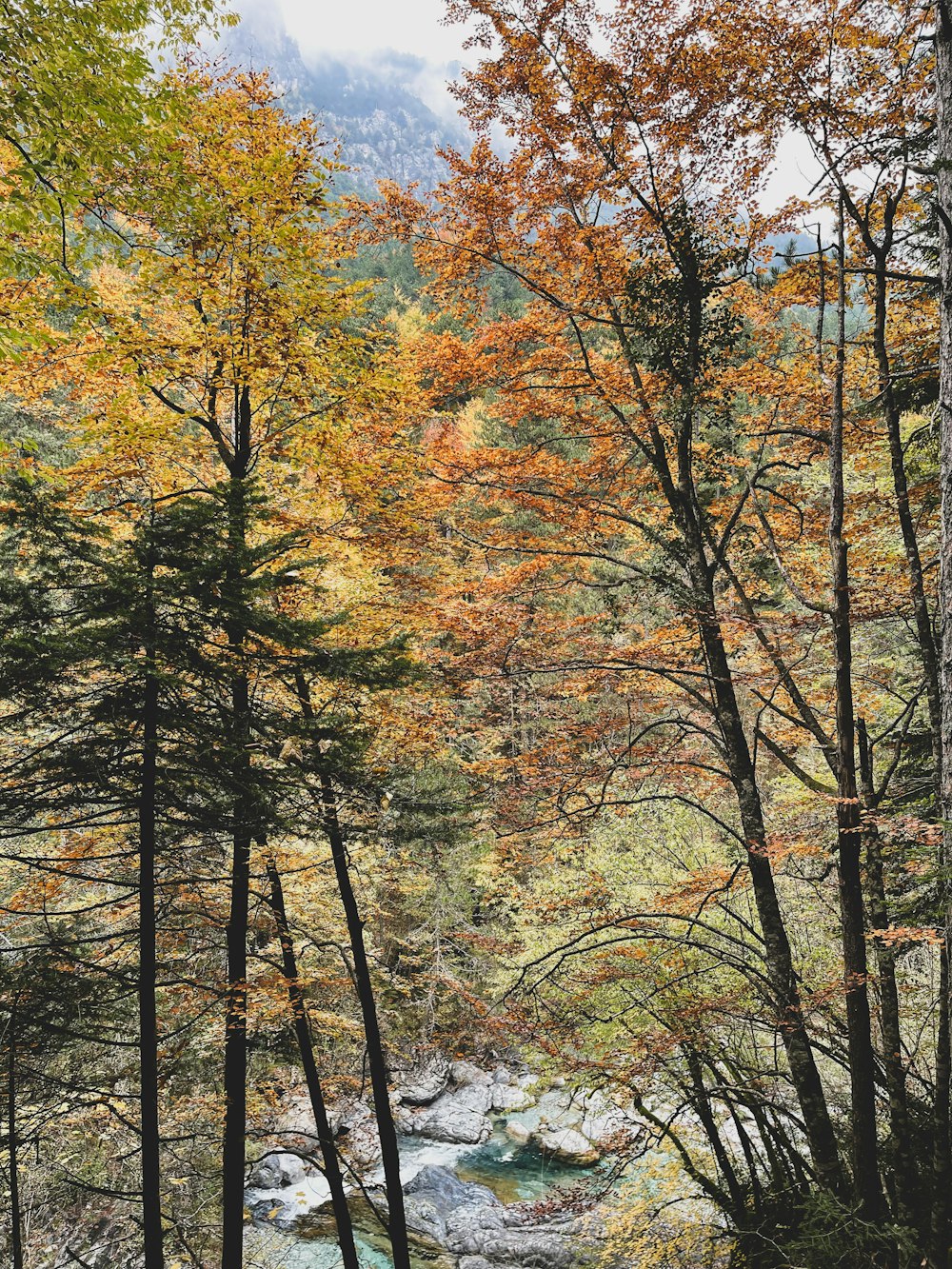 Ein Bach, der durch einen Wald mit vielen Bäumen fließt