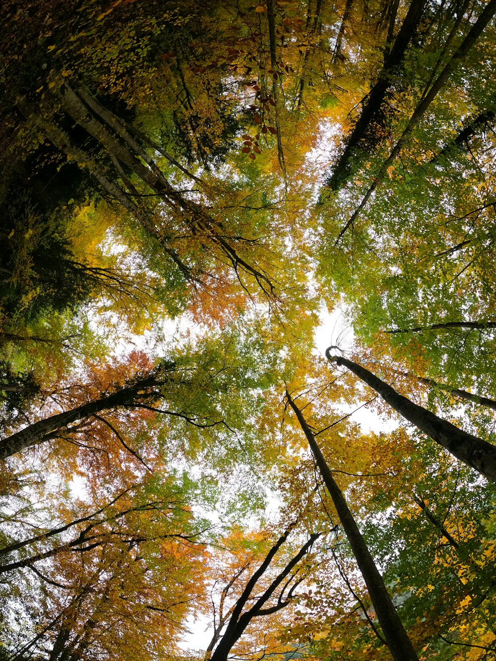 looking up at the tops of tall trees in a forest