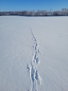 Snowshoe tracks winding through a quiet Yukon forest blanketed in fresh snow under a clear blue sky.