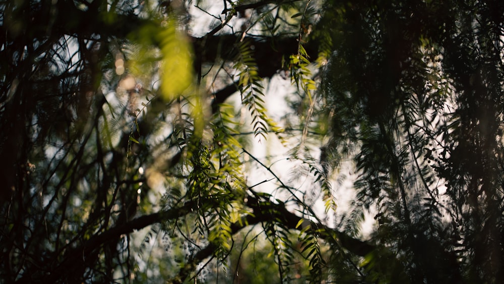 a close up of a tree branch with leaves