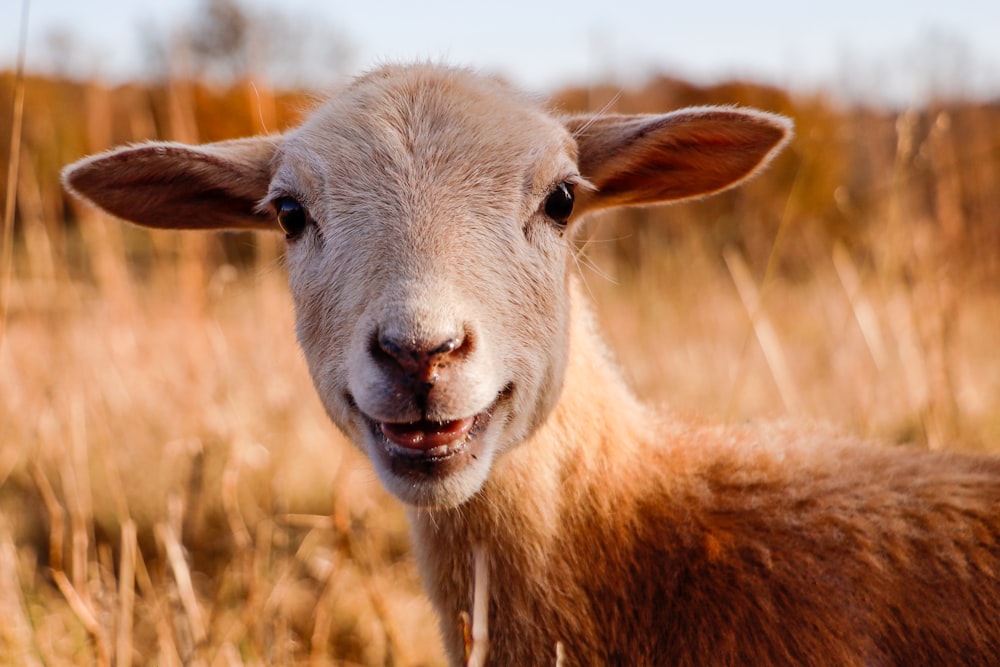 a close up of a sheep in a field