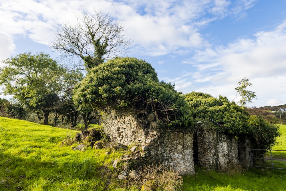 an old stone building with a tree growing out of it