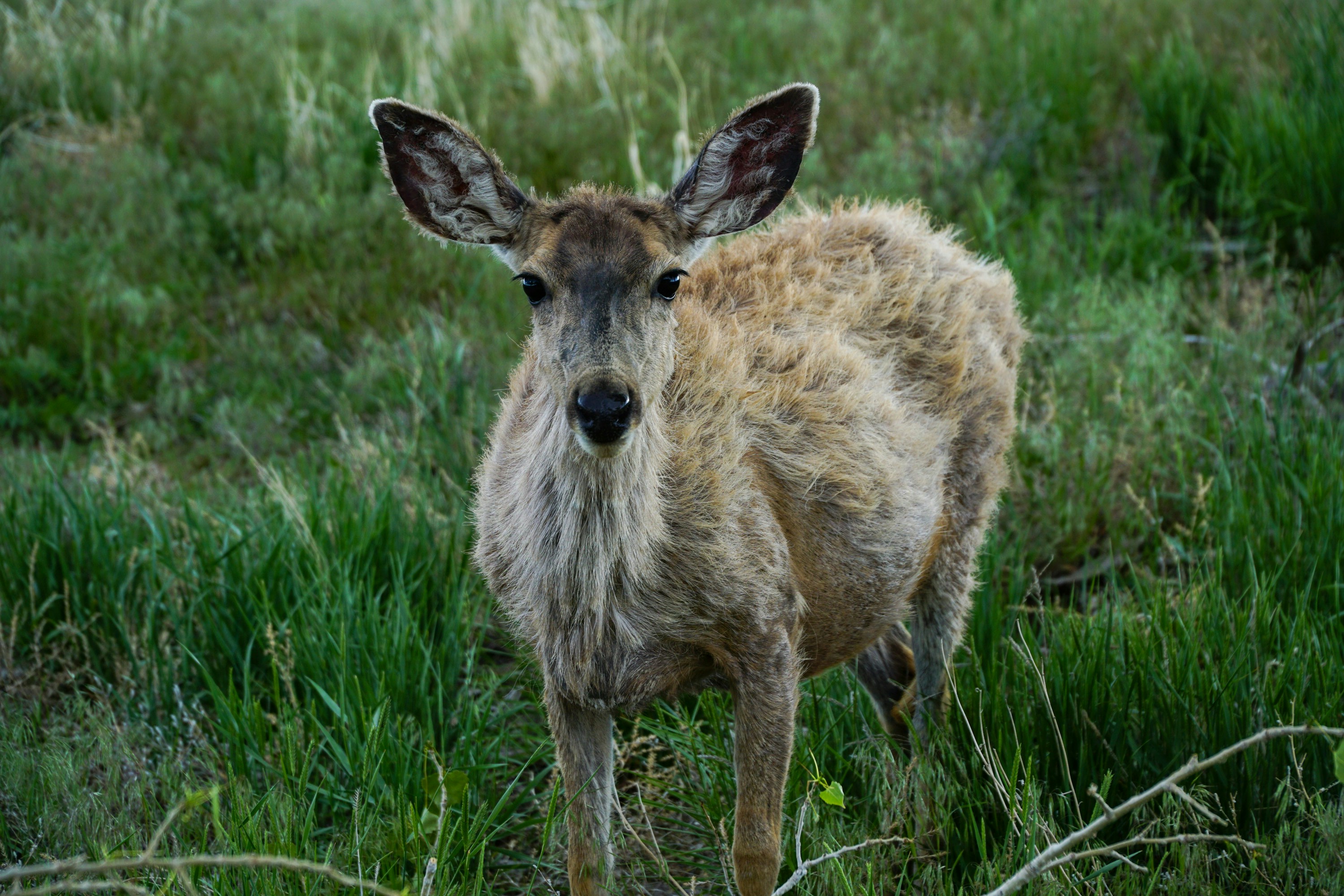 a young deer standing in a grassy field