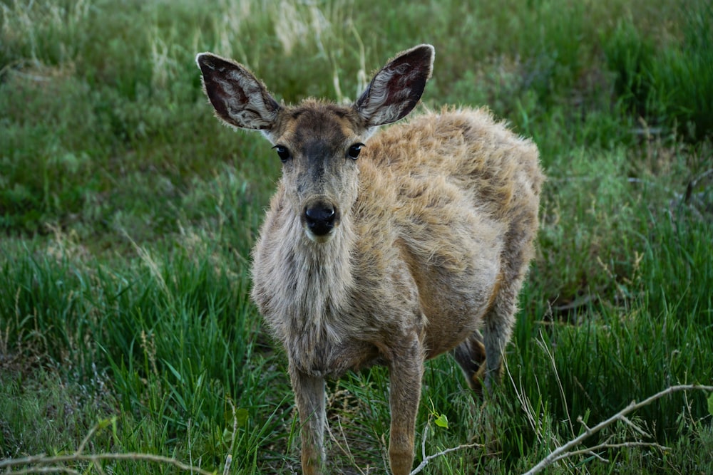 a young deer standing in a grassy field