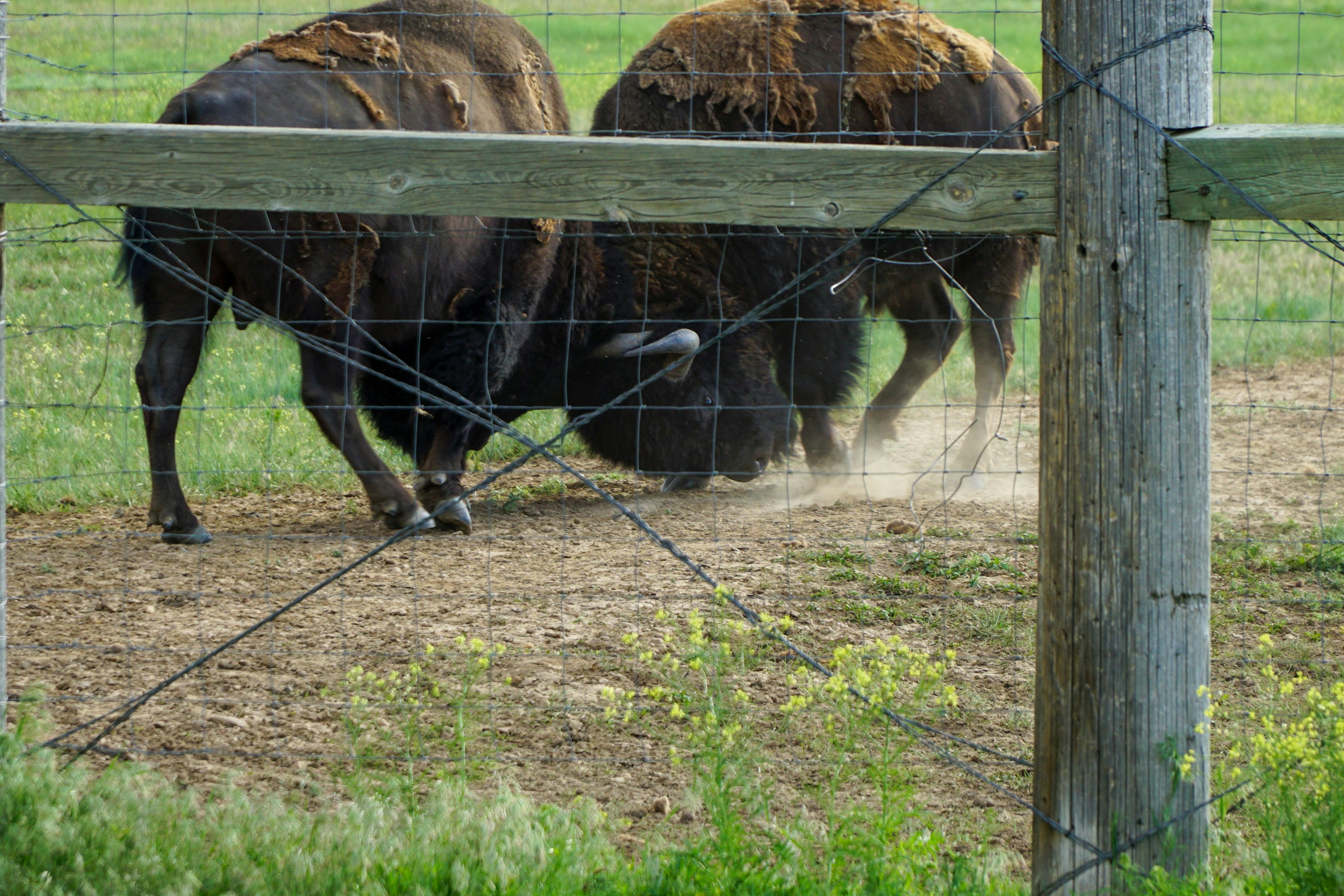 a couple of bison standing next to each other on a field