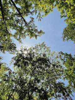 Sunlight filtering through a canopy of lush green leaves.