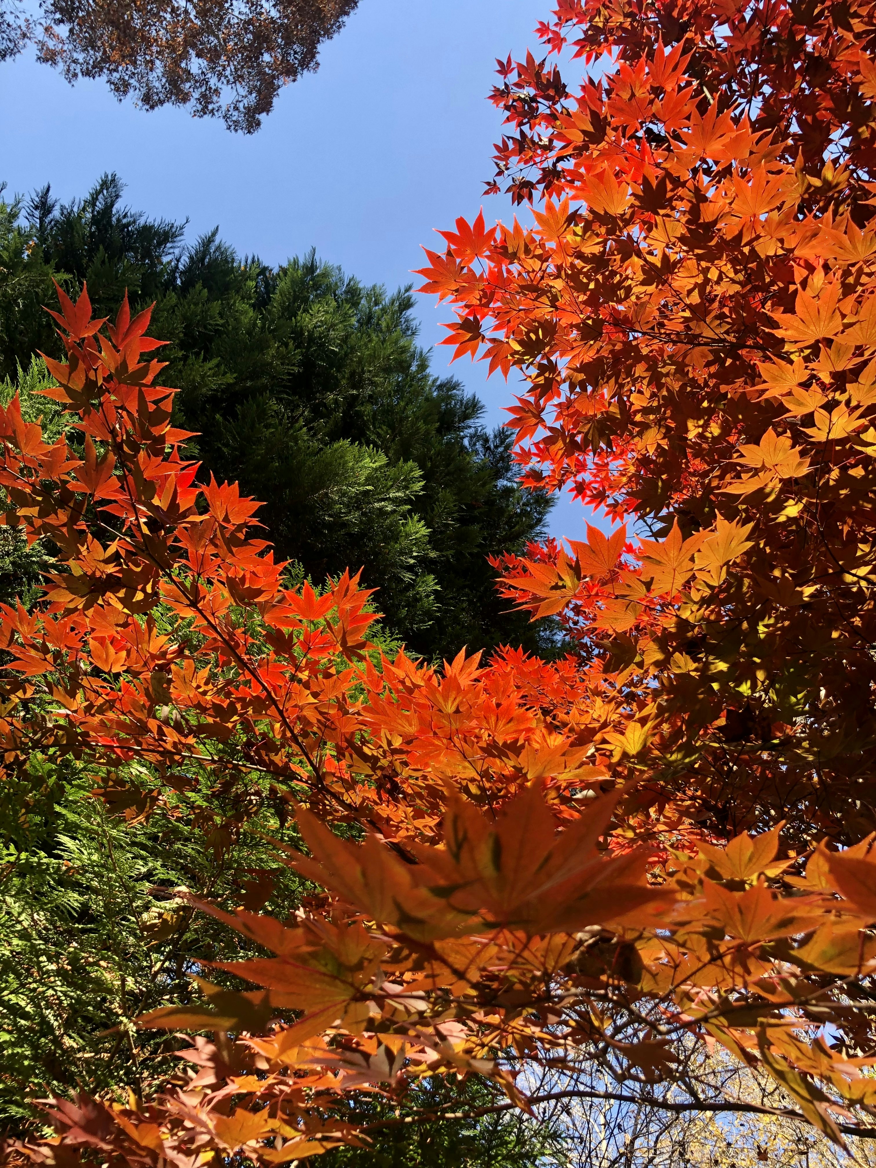 Un árbol con hojas naranjas en primer plano y un cielo azul en el fondo  foto – Imagen de Otoño gratuita en Unsplash, image size:3000x4000