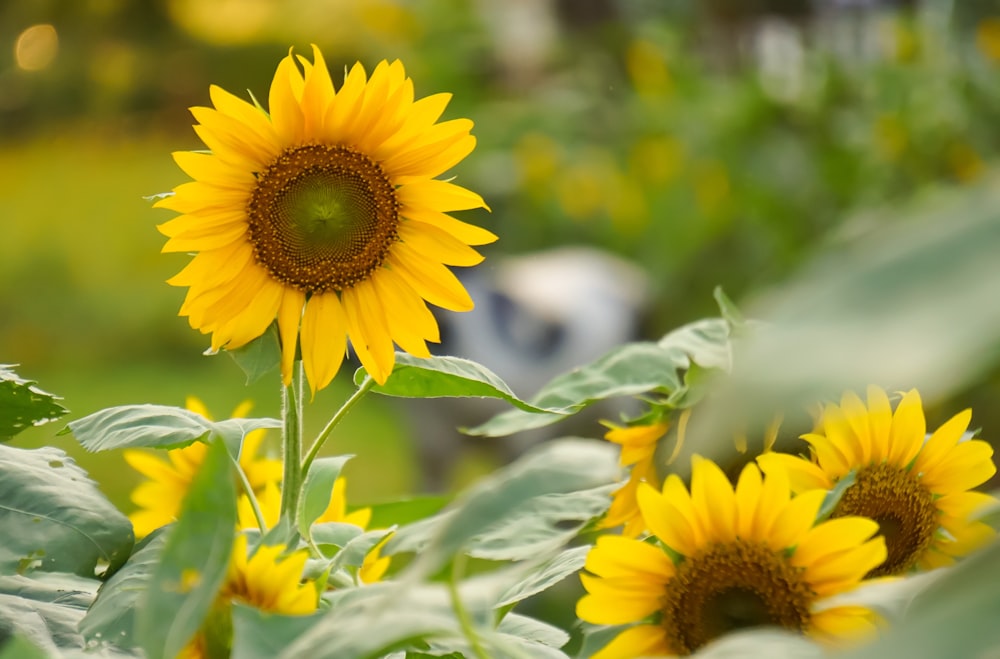 a field of sunflowers with a dog in the background