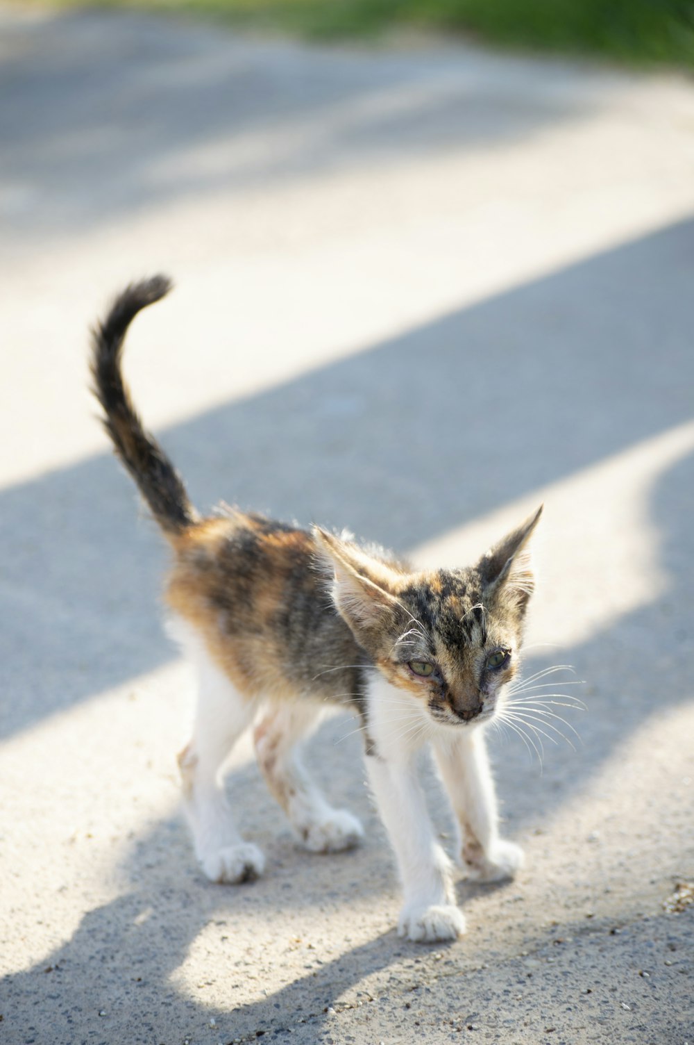 a small kitten walking across a cement road