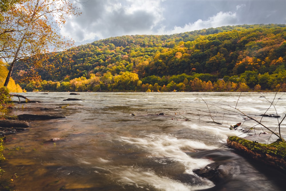 Ein Fluss, der durch einen üppigen grünen Wald fließt