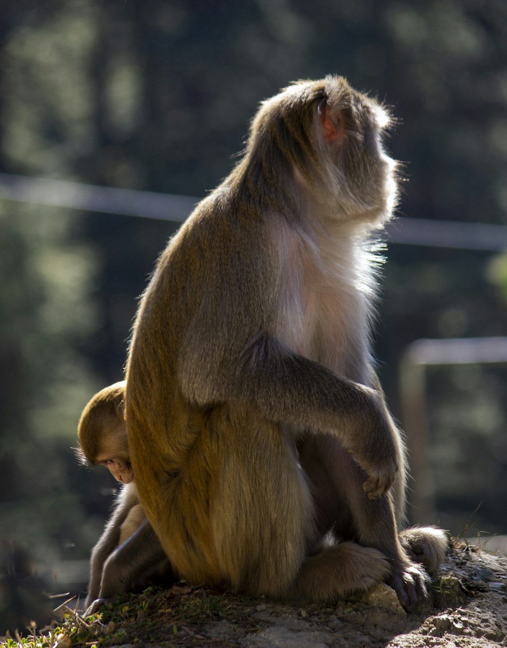 a monkey sitting on top of a rock