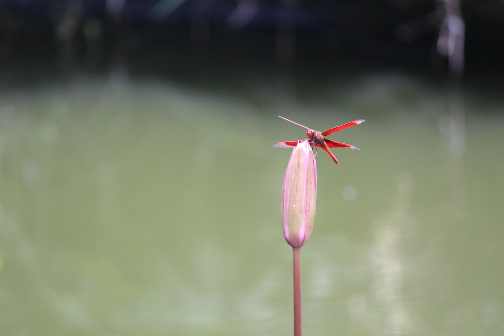 a red and white flower sitting on top of a green plant