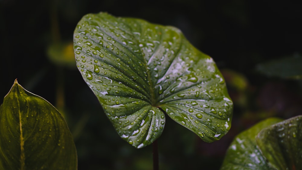 a green leaf with drops of water on it