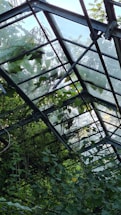A metal-framed greenhouse covered in lush, green foliage, with sunlight illuminating the glass panels that form its roof. Vines and leaves are growing around and through the structure, casting shadows and creating a sense of overgrowth.