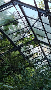 A metal-framed greenhouse covered in lush, green foliage, with sunlight illuminating the glass panels that form its roof. Vines and leaves are growing around and through the structure, casting shadows and creating a sense of overgrowth.