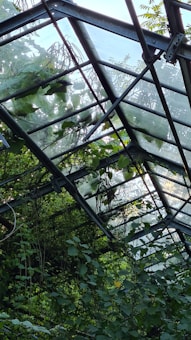 A metal-framed greenhouse covered in lush, green foliage, with sunlight illuminating the glass panels that form its roof. Vines and leaves are growing around and through the structure, casting shadows and creating a sense of overgrowth.