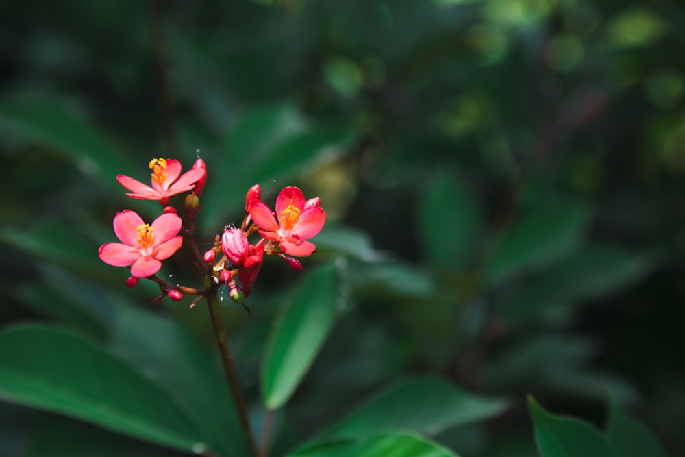 a group of red flowers sitting on top of a lush green field