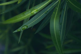 a close up of a leaf with water drops on it