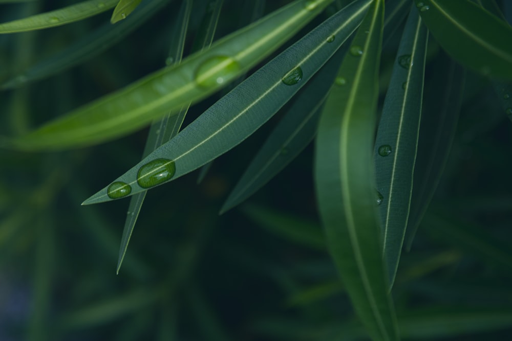 a close up of a leaf with water drops on it