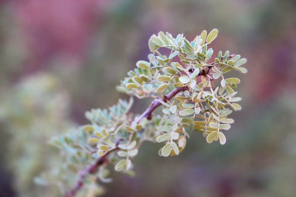 小さな葉を持つ植物のクローズアップ