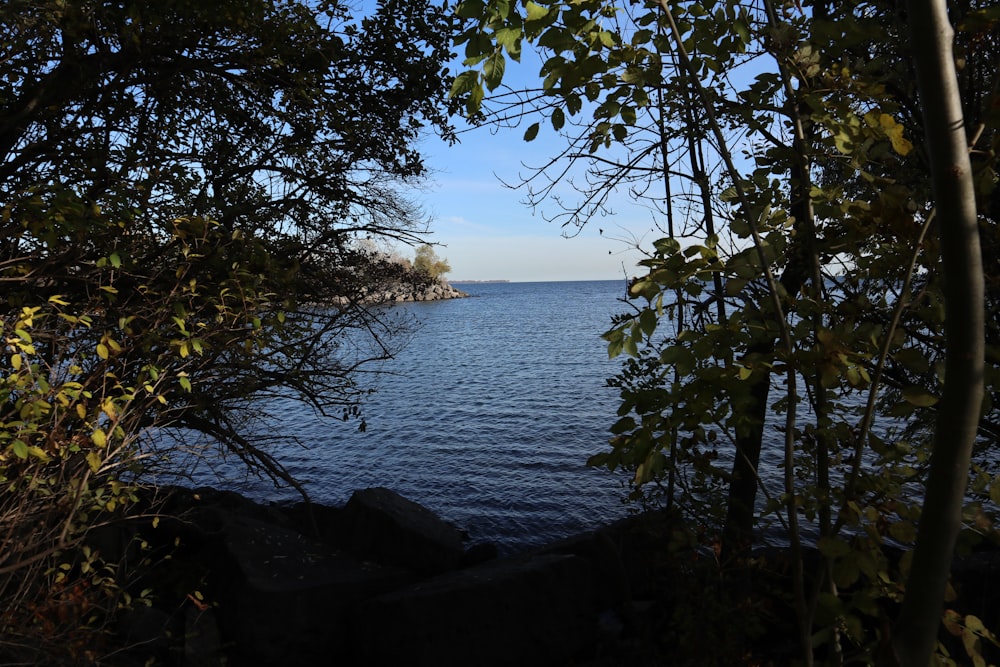 a body of water surrounded by trees and rocks