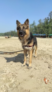 A German Shepherd dog stands on a sandy beach. The animal has a fluffy coat with a mix of black and tan colors, and its ears are perked up. In the background, green trees and a few structures are partially visible under a clear blue sky.