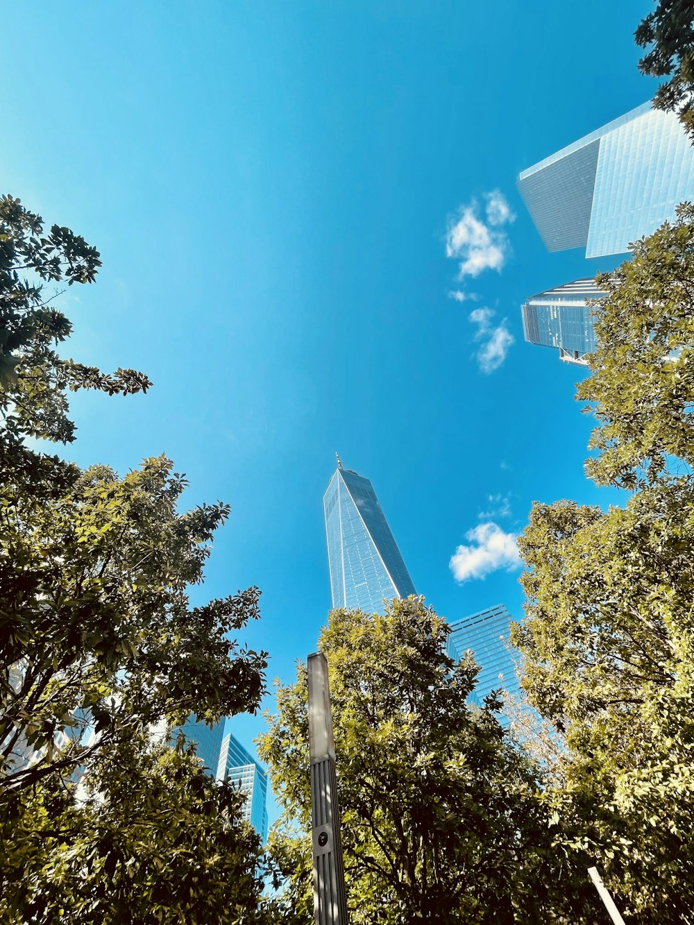a group of tall buildings towering over a forest