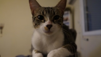 A close-up of a cat looking for a new home.