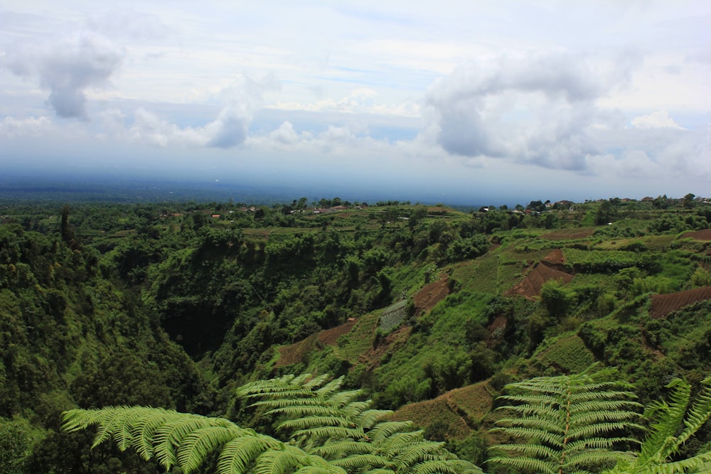 a lush green hillside covered in lots of trees