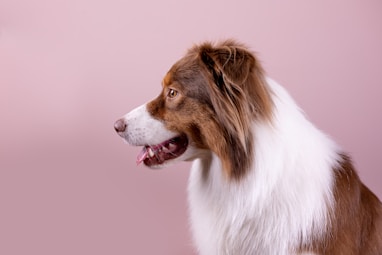 a brown and white dog with its mouth open