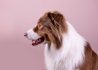 a brown and white dog with its mouth open