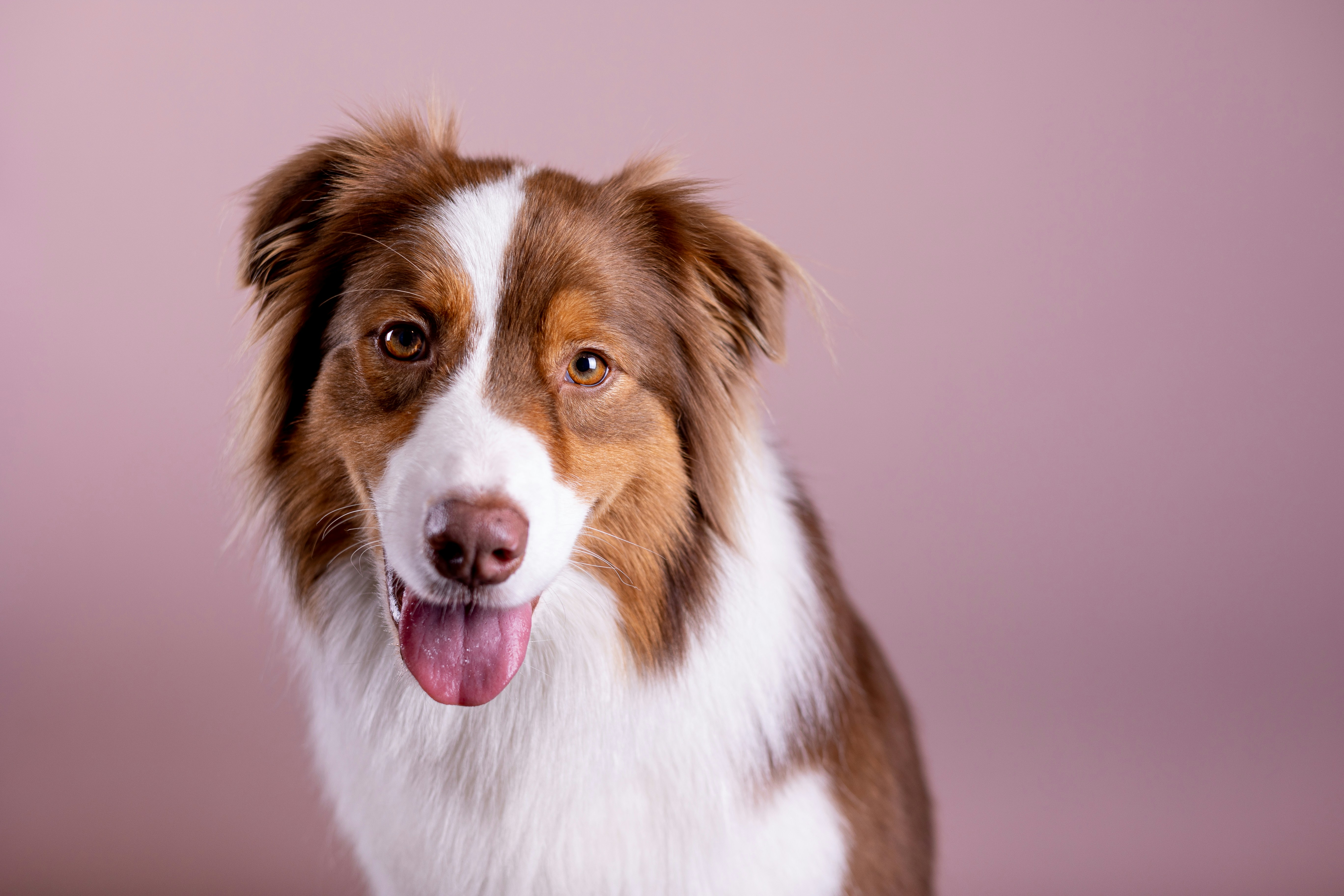 Red Tri Australian Shepherd