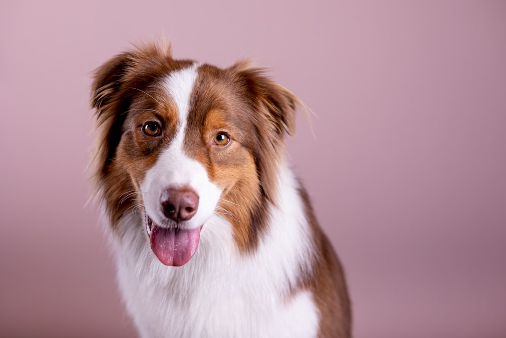 a brown and white dog with its tongue out