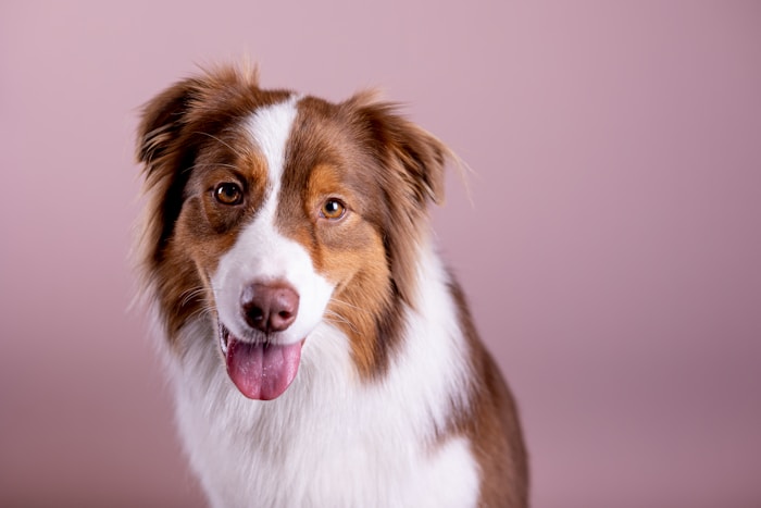 Australian Shepherd