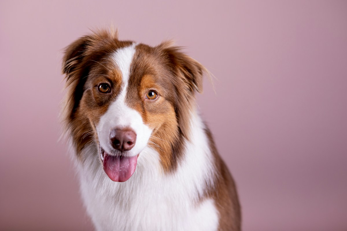 Règles de base en éducation canine