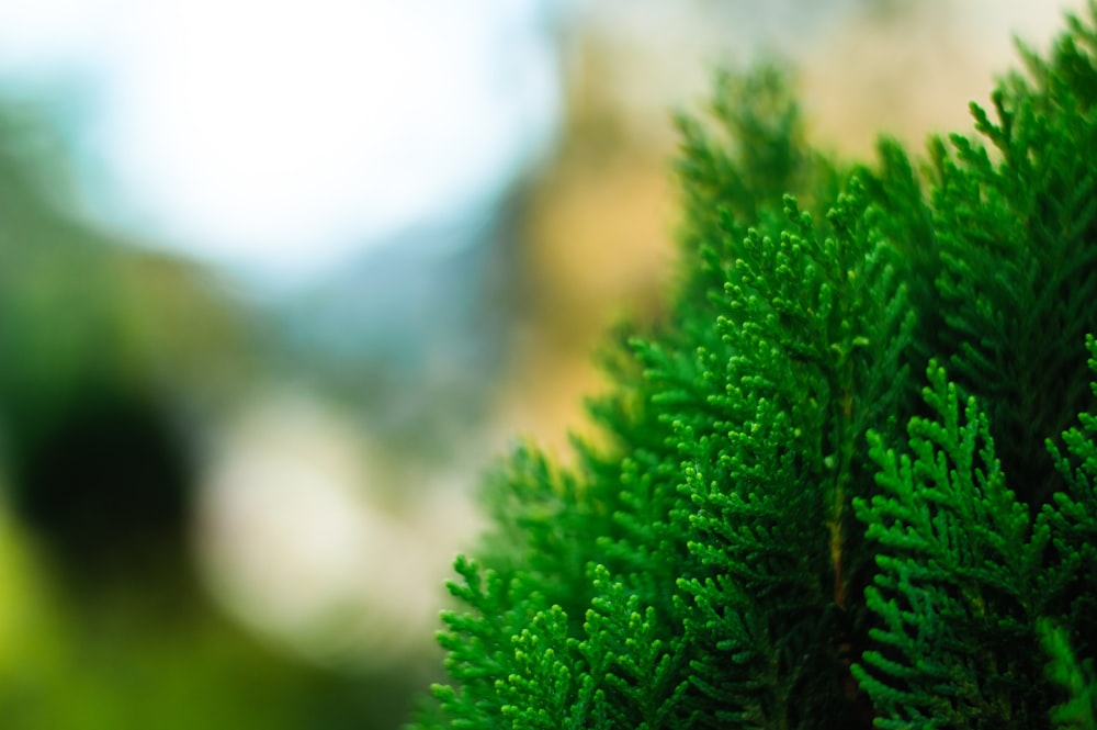 a close up of a green tree with a blurry background