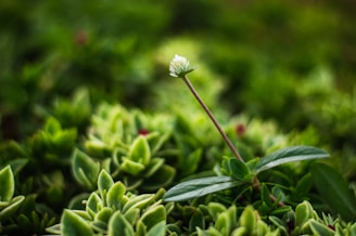 a small white flower sitting on top of a lush green field
