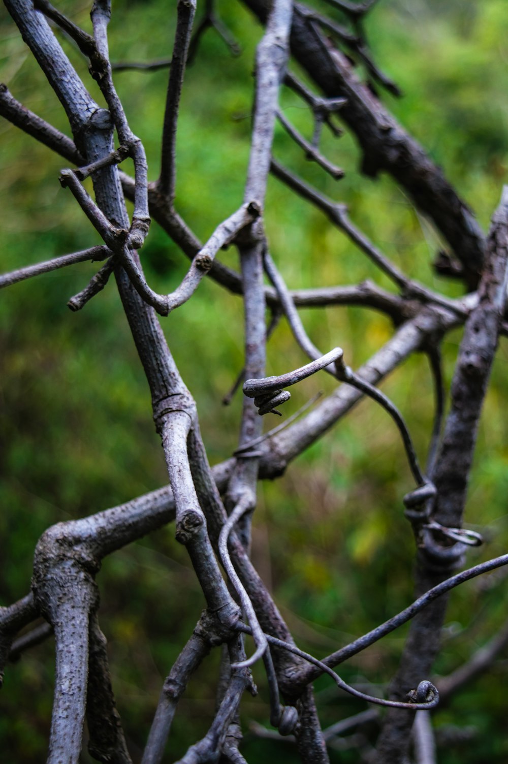 a bird perched on top of a tree branch