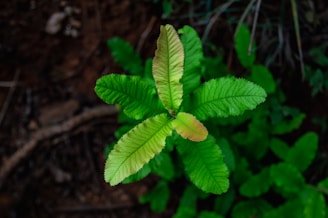 a close up of a green leaf on a plant