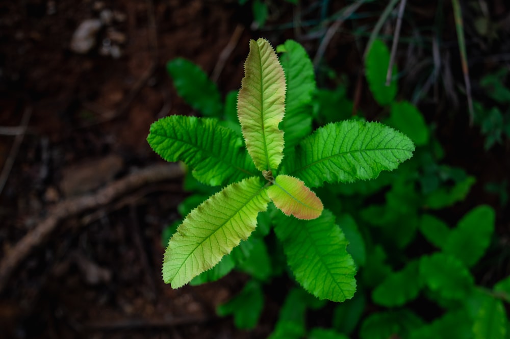 a close up of a green leaf on a plant