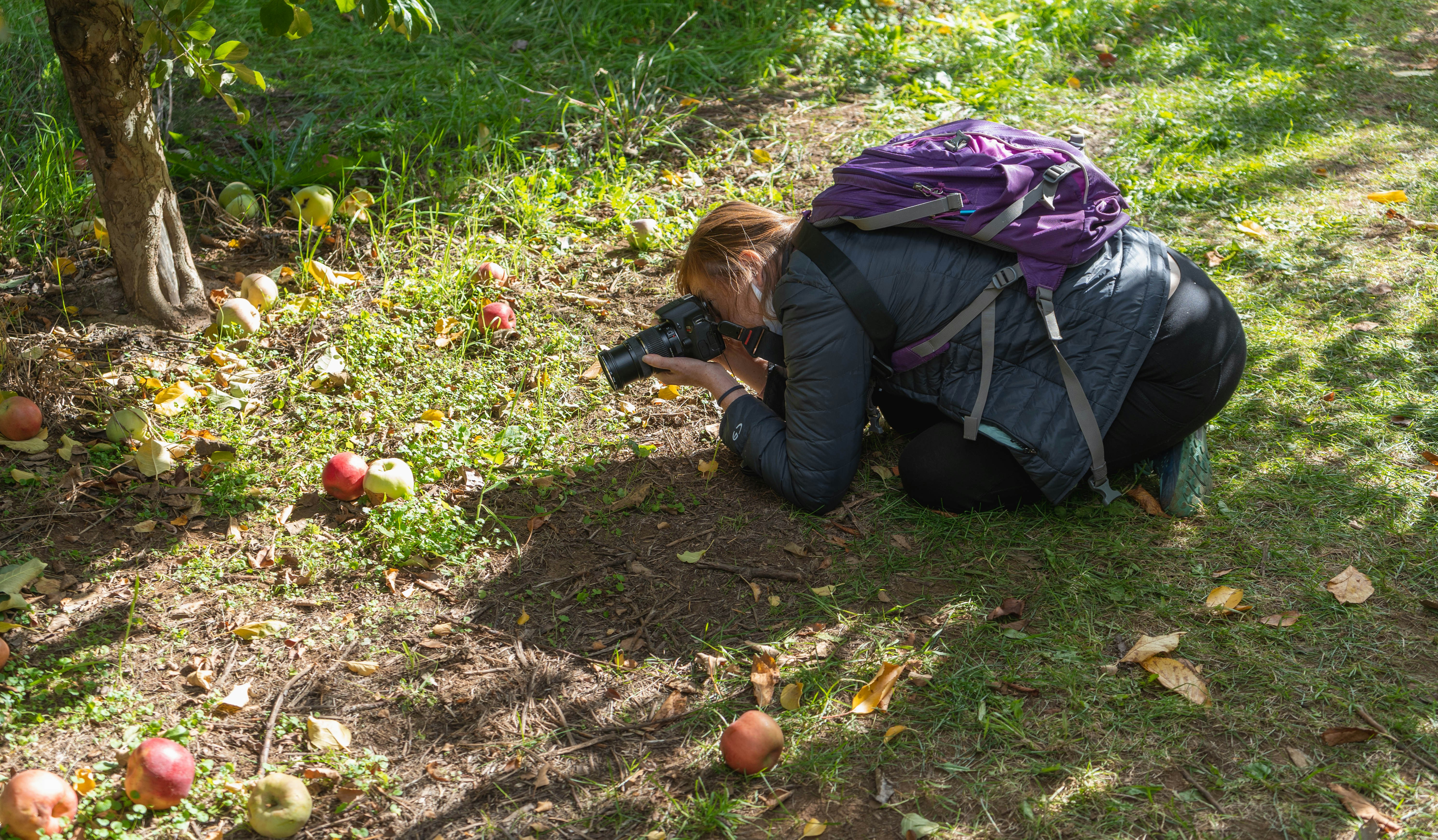 a woman kneeling down to pick apples from the ground