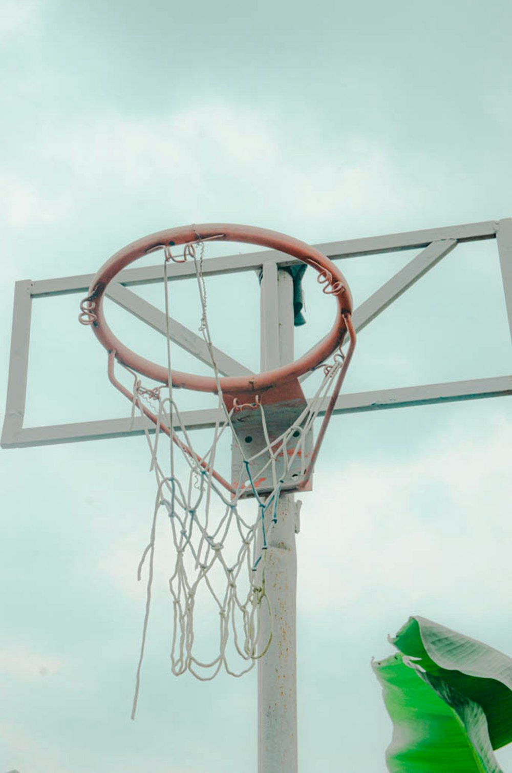 a basketball hoop with a green plant in the background