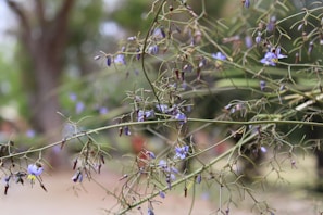 Illustration of a whimsical lavender tree with delicate leaves in a soft pastel background.
